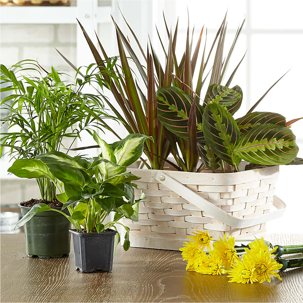 Florist Designed Blooming and Green Plants in a Basket – MRS D'S FLOWER SHOP INC, Lakeland FL
