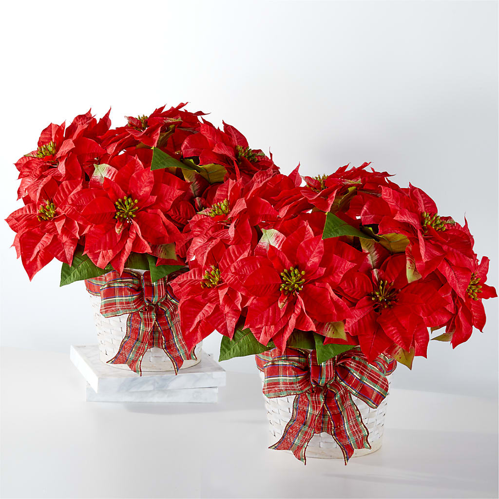 Happiest Holidays Poinsettia Bundle – MRS D'S FLOWER SHOP INC, Lakeland FL