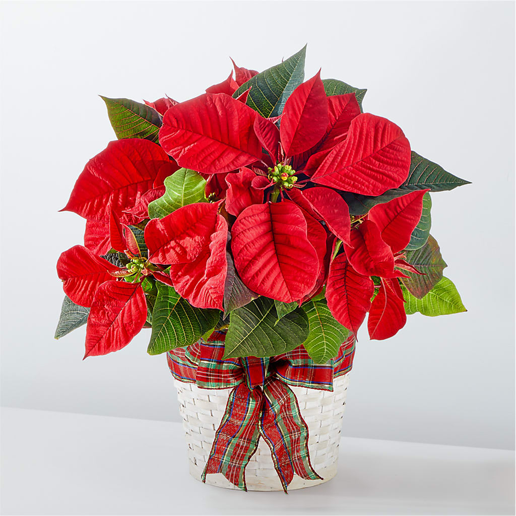 Happiest Holidays Poinsettia – MRS D'S FLOWER SHOP INC, Lakeland FL