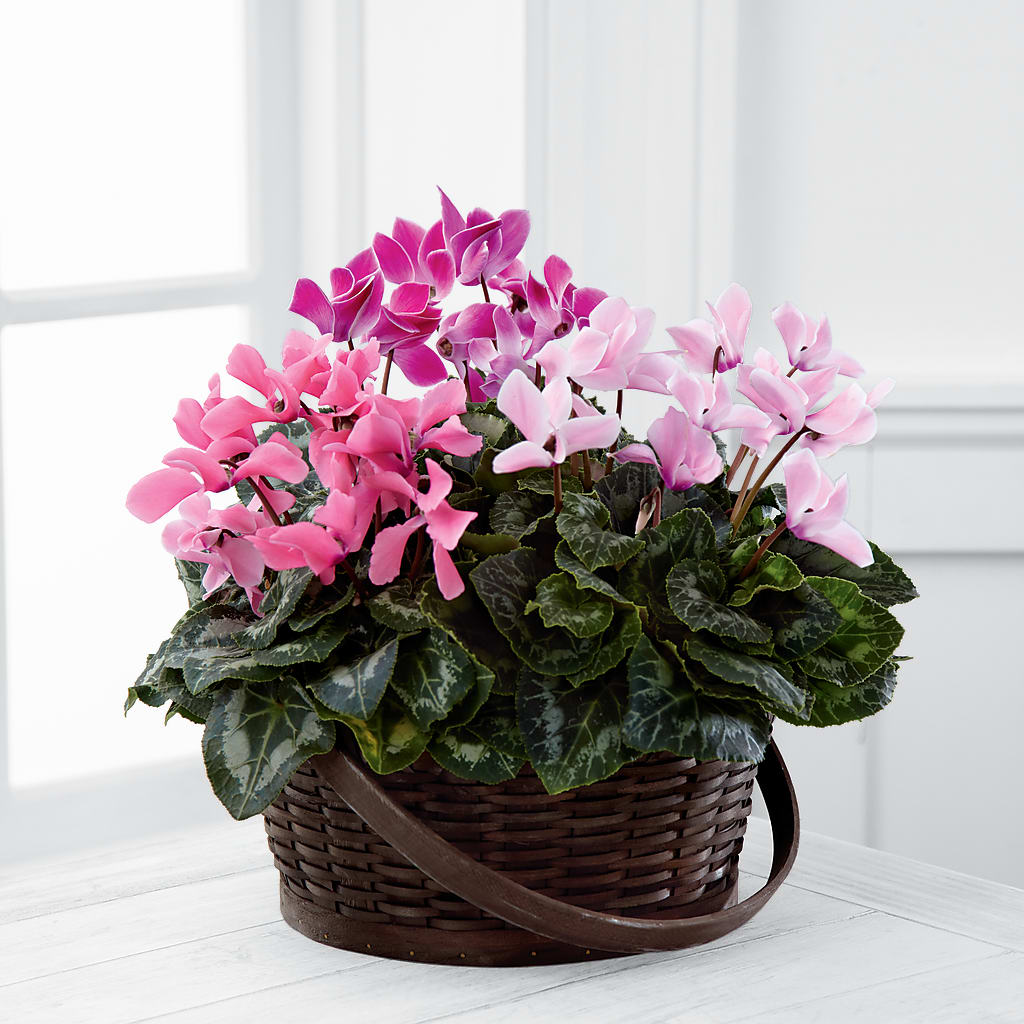 Mixed Cyclamen Planter – MRS D'S FLOWER SHOP INC, Lakeland FL