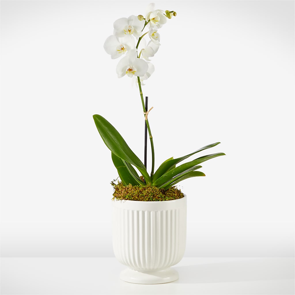 Whispering White Orchid – MRS D'S FLOWER SHOP INC, Lakeland FL