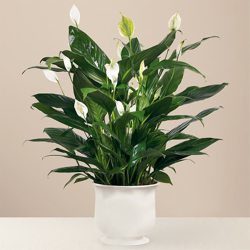 Comfort Planter – MRS D'S FLOWER SHOP INC, Lakeland FL
