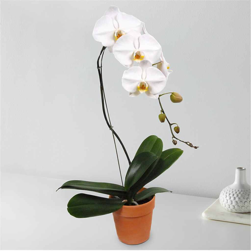 White Cascading Orchid – MRS D'S FLOWER SHOP INC, Lakeland FL