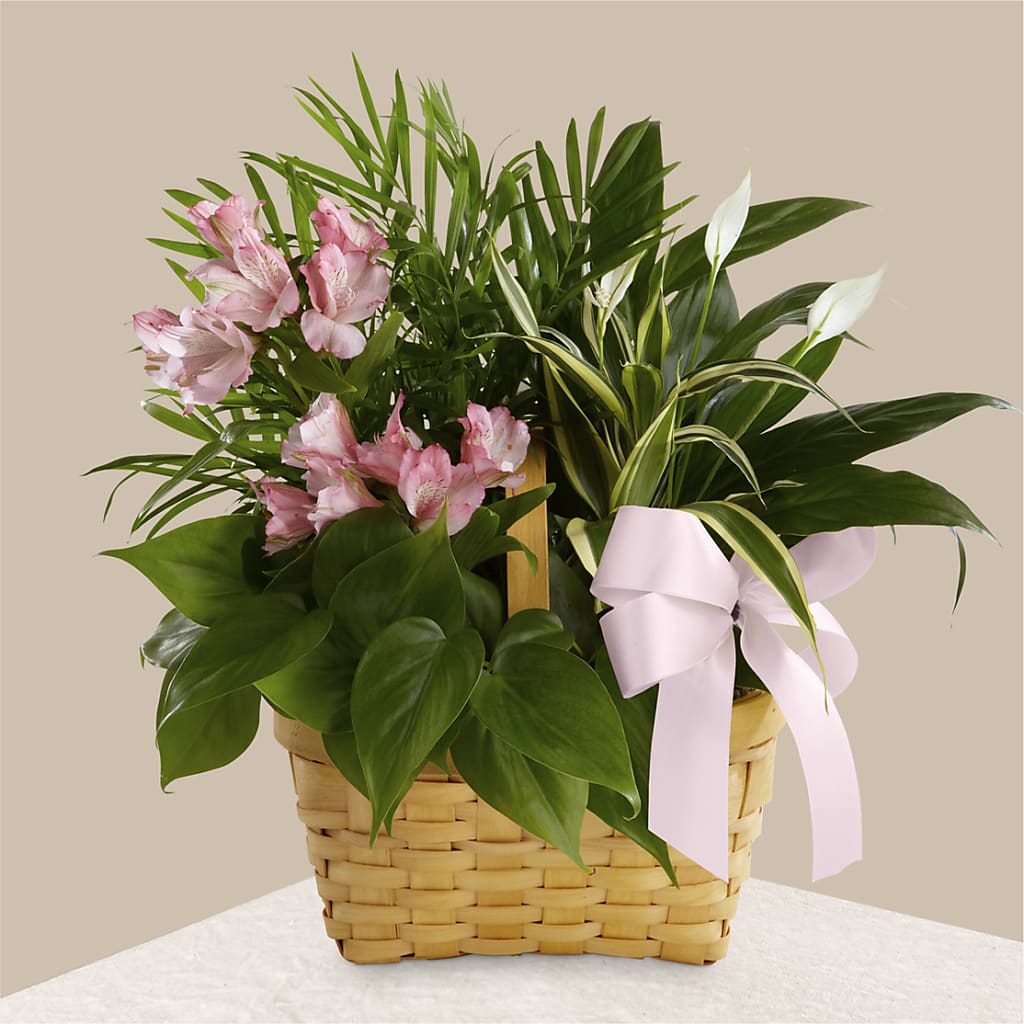 Living Spirit Dishgarden – MRS D'S FLOWER SHOP INC, Lakeland FL