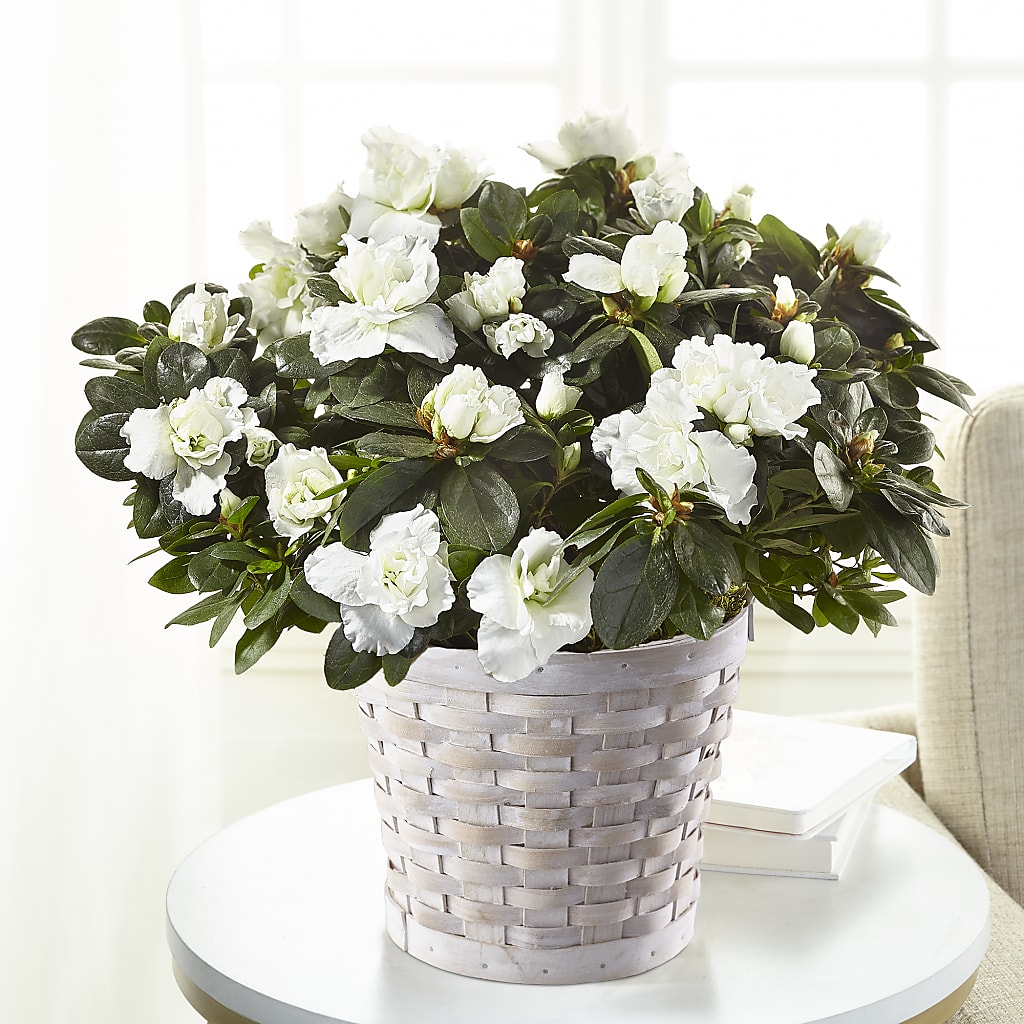 White Azalea Plant – MRS D'S FLOWER SHOP INC, Lakeland FL