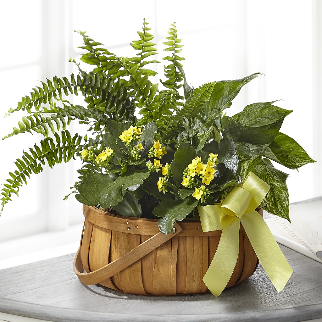Always Dear Dishgarden – MRS D'S FLOWER SHOP INC, Lakeland FL