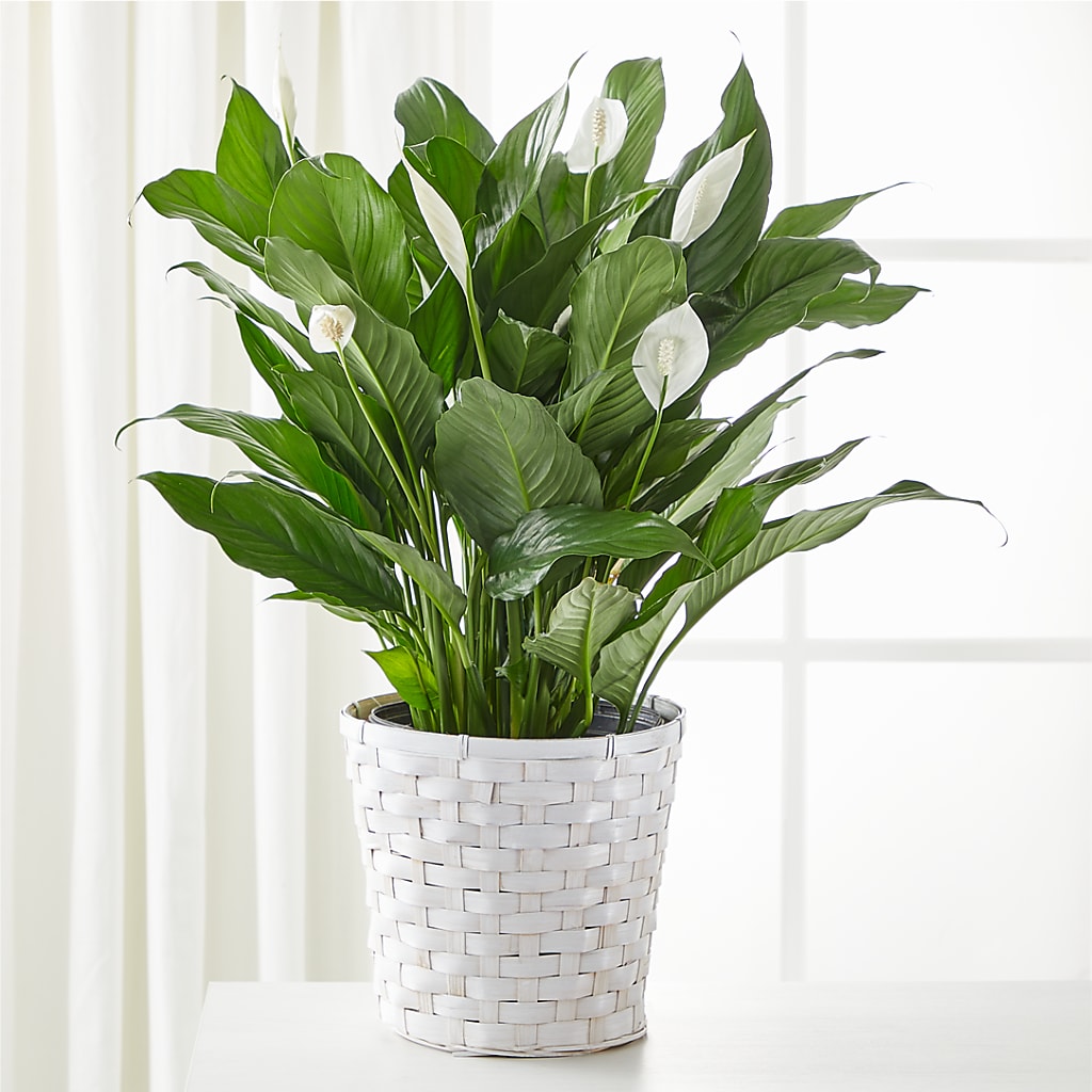 A New Leaf Peace Lily – MRS D'S FLOWER SHOP INC, Lakeland FL