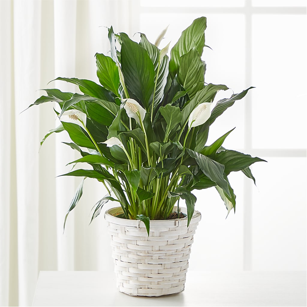 A New Leaf Peace Lily – MRS D'S FLOWER SHOP INC, Lakeland FL