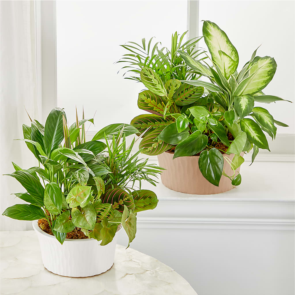 Balance & Harmony Dishgarden – MRS D'S FLOWER SHOP INC, Lakeland FL