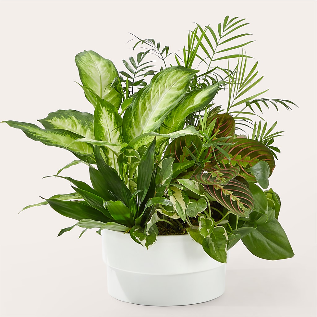Radiating Positivity Dishgarden – MRS D'S FLOWER SHOP INC, Lakeland FL