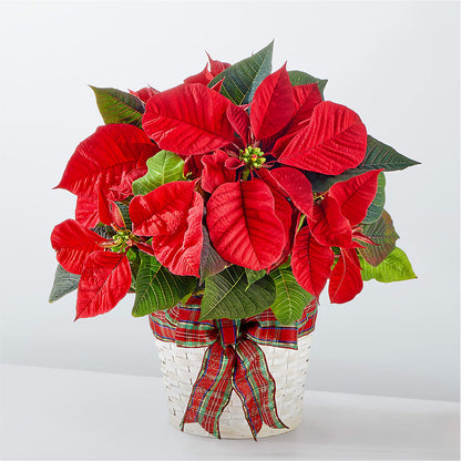 Happiest Holidays Poinsettia – MRS D'S FLOWER SHOP INC, Lakeland FL