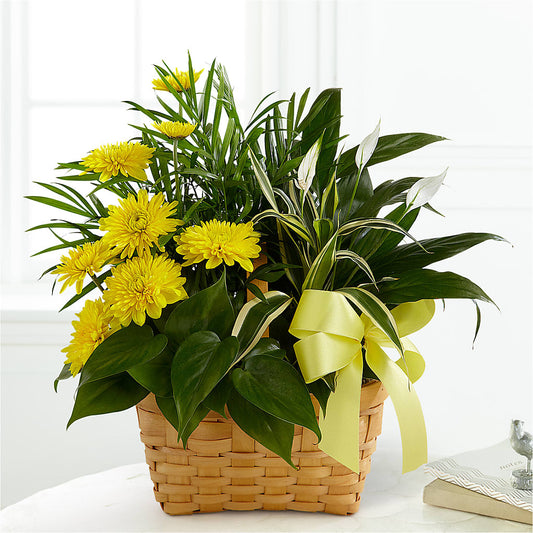 Loving Light Dishgarden – MRS D'S FLOWER SHOP INC, Lakeland FL
