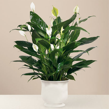 Comfort Planter – MRS D'S FLOWER SHOP INC, Lakeland FL
