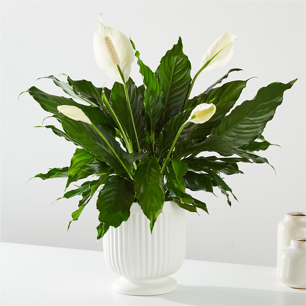 Comfort Planter – MRS D'S FLOWER SHOP INC, Lakeland FL