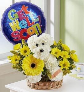 Sick As a Dog – MRS D'S FLOWER SHOP INC, Lakeland FL