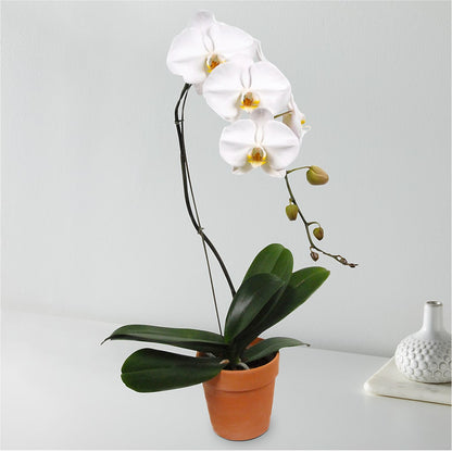 White Cascading Orchid – MRS D'S FLOWER SHOP INC, Lakeland FL