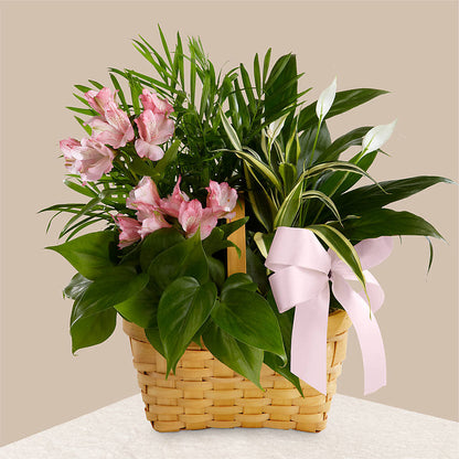 Living Spirit Dishgarden – MRS D'S FLOWER SHOP INC, Lakeland FL