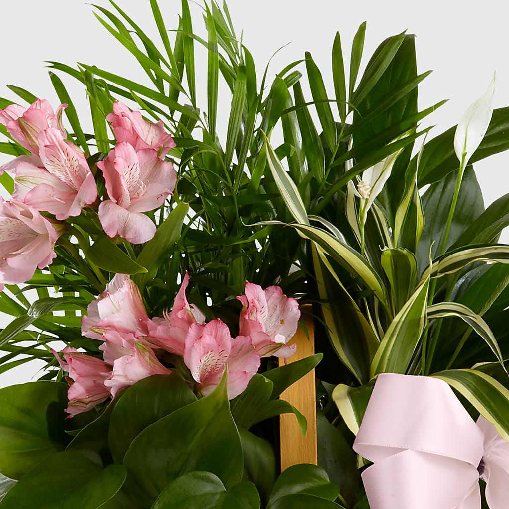 Living Spirit Dishgarden – MRS D'S FLOWER SHOP INC, Lakeland FL