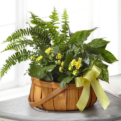 Always Dear Dishgarden – MRS D'S FLOWER SHOP INC, Lakeland FL