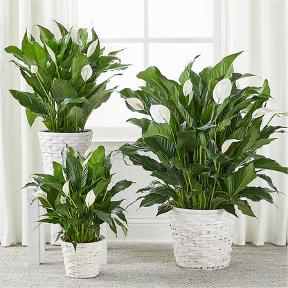 A New Leaf Peace Lily – MRS D'S FLOWER SHOP INC, Lakeland FL