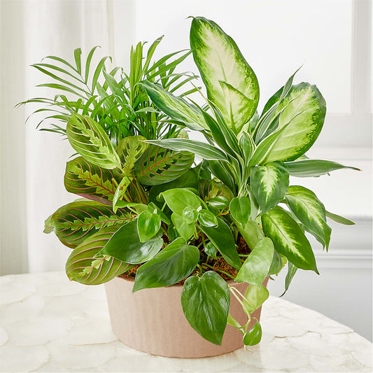 Balance & Harmony Dishgarden – MRS D'S FLOWER SHOP INC, Lakeland FL