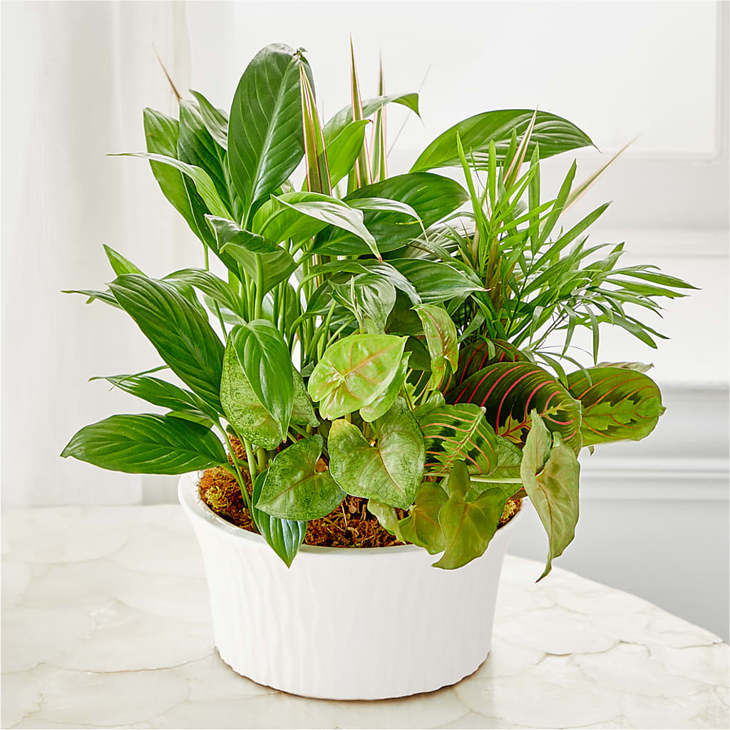 Balance & Harmony Dishgarden – MRS D'S FLOWER SHOP INC, Lakeland FL
