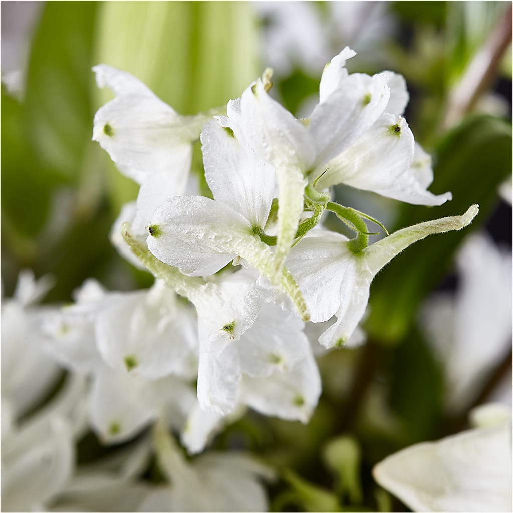 Classic Ivory – A Florist Original – MRS D'S FLOWER SHOP INC, Lakeland FL