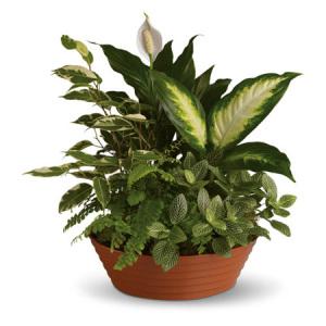 Serene Retreat – MRS D'S FLOWER SHOP INC, Lakeland FL