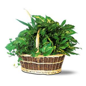 GREEN GARDEN BASKET DELUXE – MRS D'S FLOWER SHOP INC, Lakeland FL