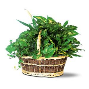 GREEN GARDEN BASKET DELUXE